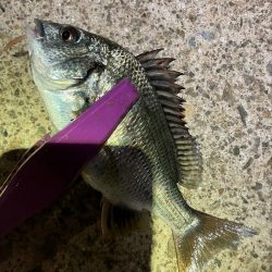 月夜の豆アジング