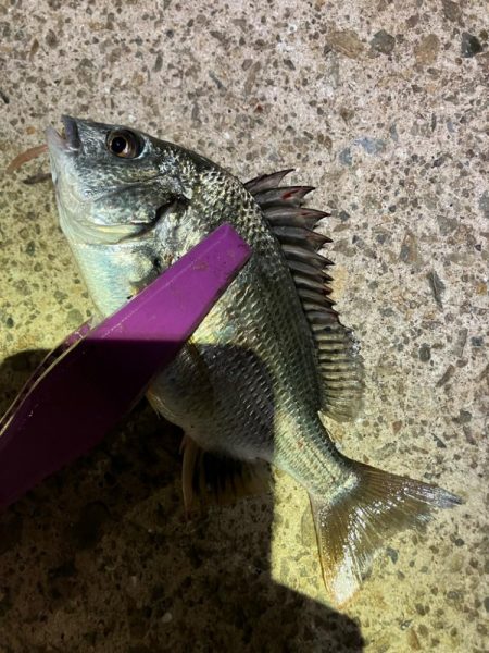 月夜の豆アジング