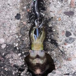 朝活4時から5時エギング