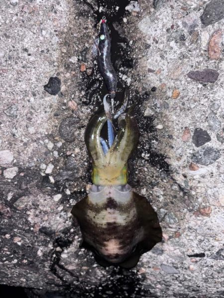 朝活4時から5時エギング