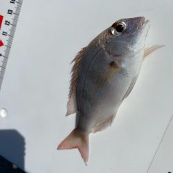 波風強し、スミ2のカワハギスタ