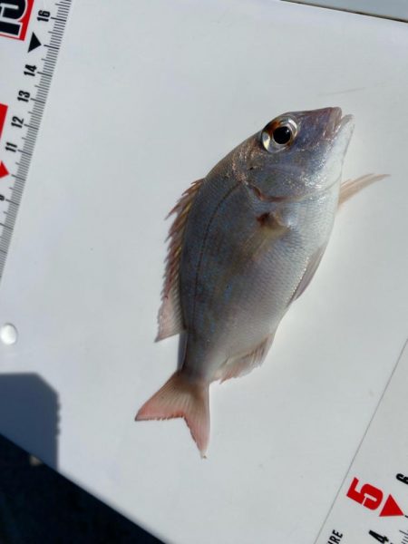 波風強し、スミ2のカワハギスタ