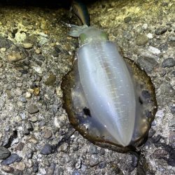 巻きのエギング楽しい！