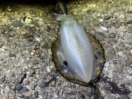 巻きのエギング楽しい！