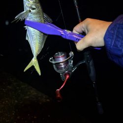 雨のアジング強行