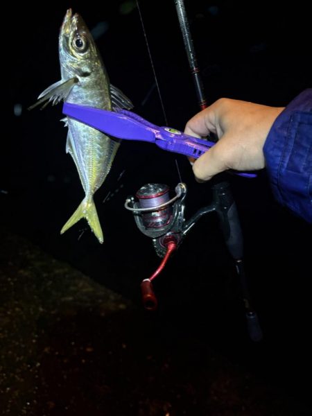 雨のアジング強行