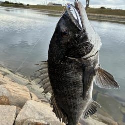 まだまだチヌトップ