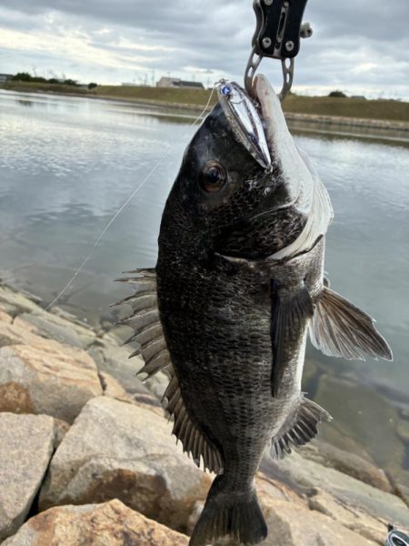 まだまだチヌトップ