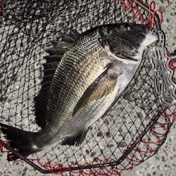 ヘチってきました