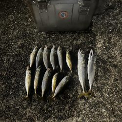 そろそろアジング