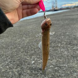 チーバス祭開催中