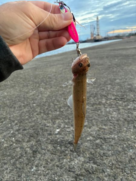 チーバス祭開催中