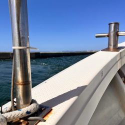 スナメリのせいで青物の気配なし