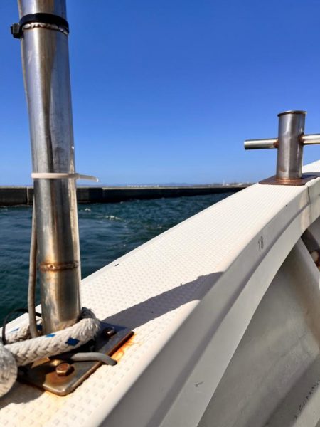 スナメリのせいで青物の気配なし