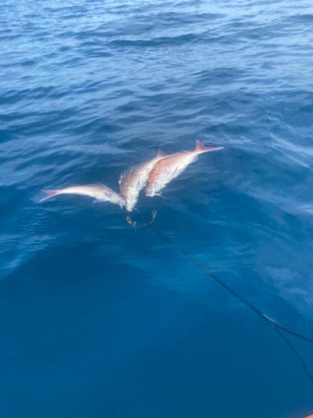 カヤックフィッシング