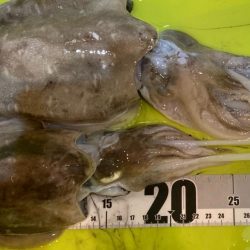 雨でもコウイカは抱く