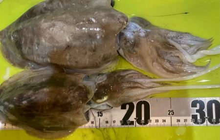 雨でもコウイカは抱く