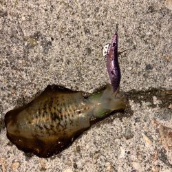 平日短時間釣行