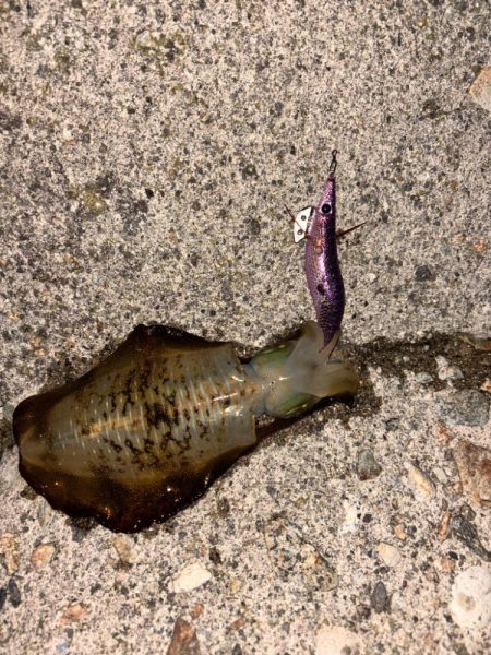 平日短時間釣行