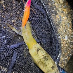 秋🦑　粘って数釣り😅