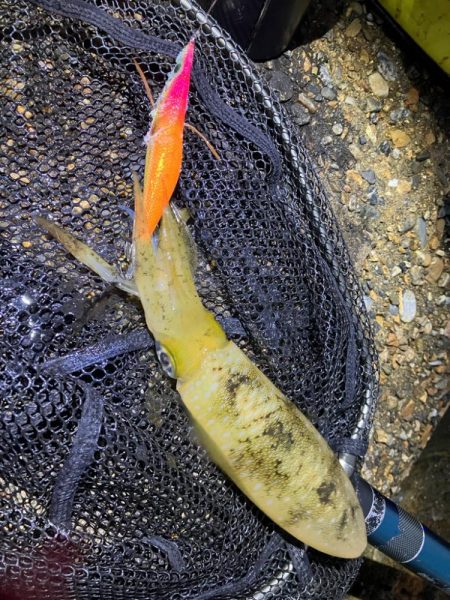 秋🦑　粘って数釣り😅