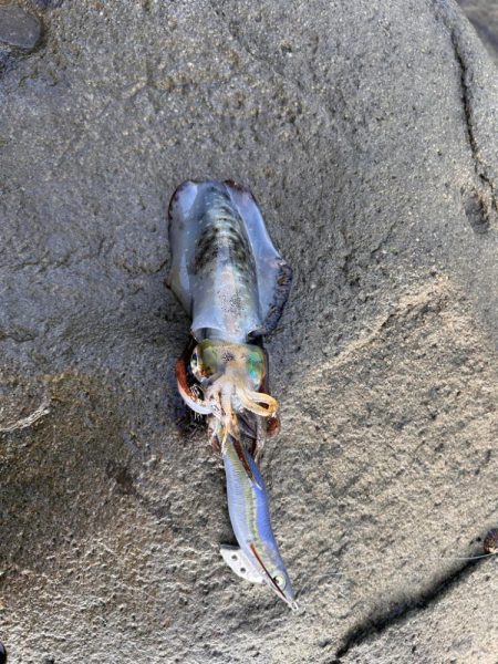 磯エギング🦑