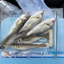 キス釣り、五目釣り