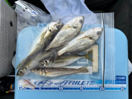 キス釣り、五目釣り