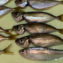 サバゲーでプラクティス