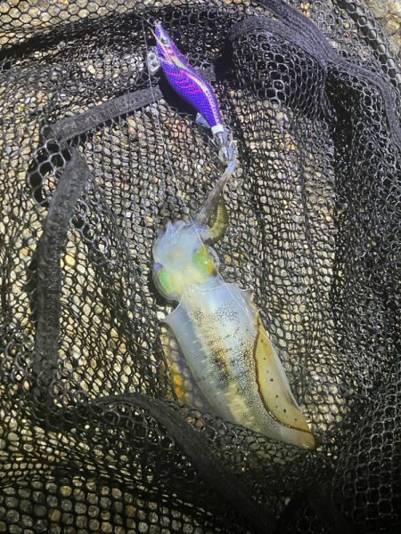 秋🦑何とか5杯(^.^)