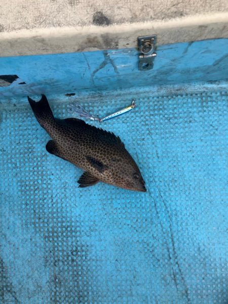 ダイソーインチク