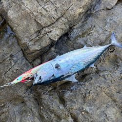 和歌山沖磯ロックショア