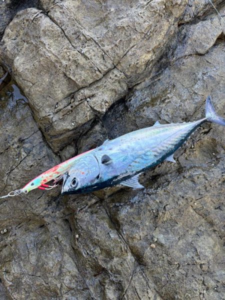 和歌山沖磯ロックショア