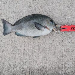 チヌ、グレ多数　エビ撒き