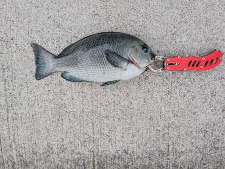 チヌ、グレ多数　エビ撒き