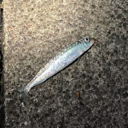 イワシの群れが汽水域まで!