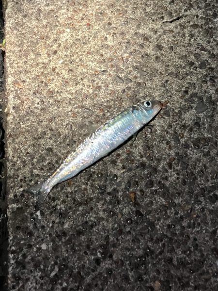 イワシの群れが汽水域まで!