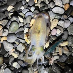 アオリイカ釣行