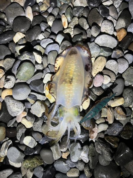 アオリイカ釣行