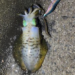 軍艦グリーンでアオリイカ