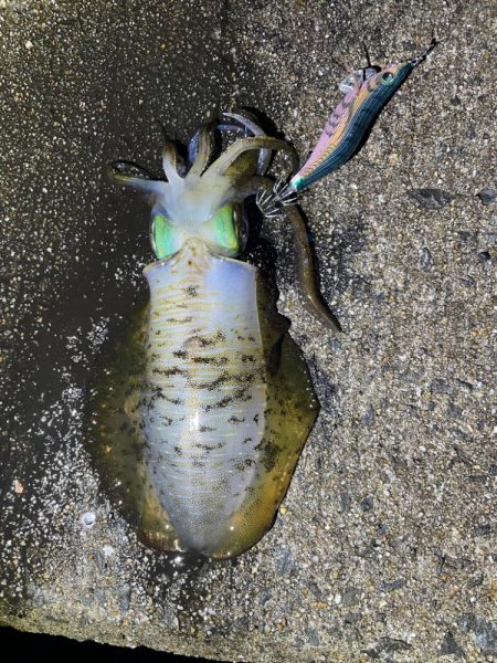 軍艦グリーンでアオリイカ