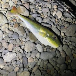 サーフカゴ釣り