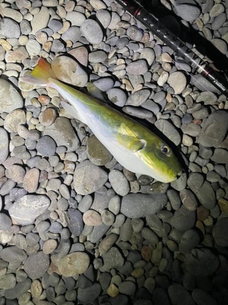 サーフカゴ釣り