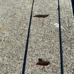 幻の8尾目、カワハギスタの無念