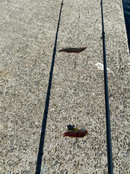 幻の8尾目、カワハギスタの無念