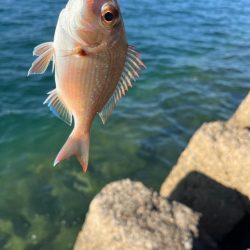 ライトショアジギングとライトゲーム