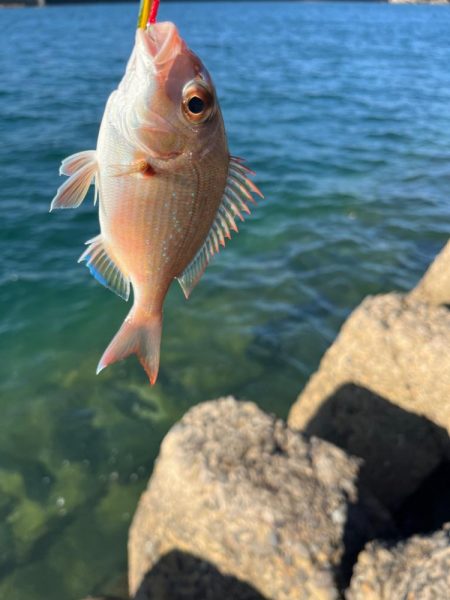 ライトショアジギングとライトゲーム