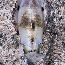 朝マズメエギング