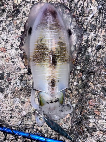 朝マズメエギング