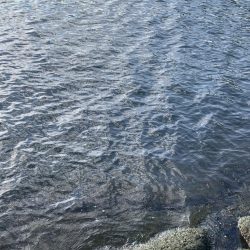 朝マヅメサゴシ